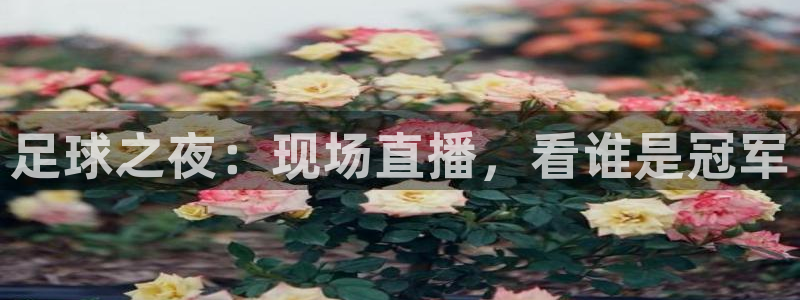  足球之夜：现场直播，看谁是冠军